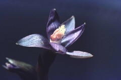 Thelymitra formosa
