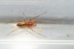 Cheiracanthium gracile