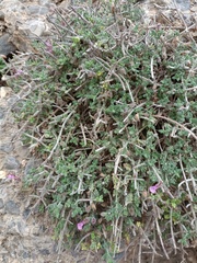Teucrium intricatum