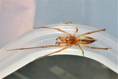 Cheiracanthium gracile