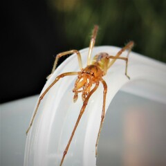 Cheiracanthium gracile