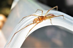 Cheiracanthium gracile