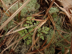 Sceptridium jenmanii