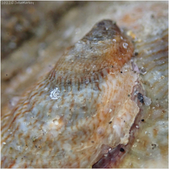 Crepidula onyx
