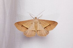 Isturgia penthearia