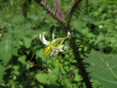 Solanum aculeatissimum