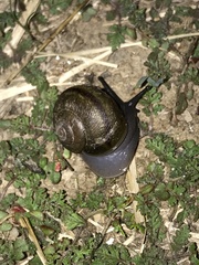 Helminthoglypta tudiculata