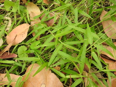Ottochloa gracillima