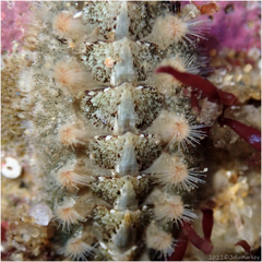 Acanthochitona avicula