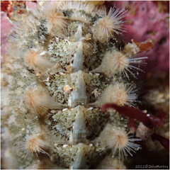 Acanthochitona avicula
