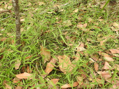 Ottochloa gracillima