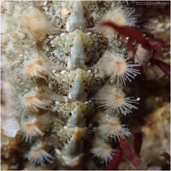Acanthochitona avicula