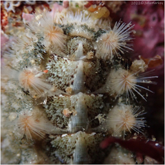 Acanthochitona avicula