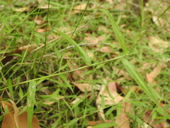 Ottochloa gracillima