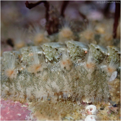 Acanthochitona avicula