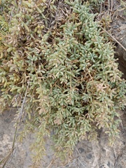 Salsola papillosa