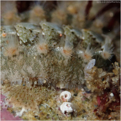 Acanthochitona avicula