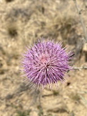Cirsium neomexicanum