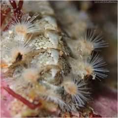 Acanthochitona avicula