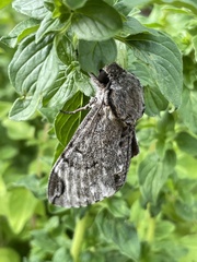 Psilogramma casuarinae