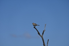 Aphelocephala leucopsis