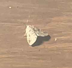 Protodeltote muscosula