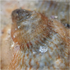 Crepidula onyx
