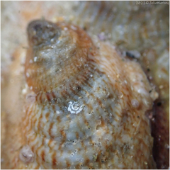 Crepidula onyx