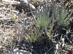 Dudleya edulis