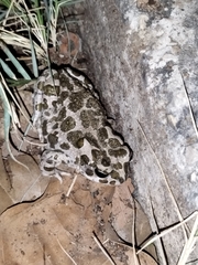 Bufotes viridis sitibundus