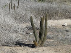 Bergerocactus emoryi