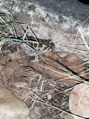 Bufotes viridis sitibundus