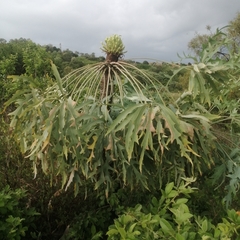 Cussonia paniculata sinuata