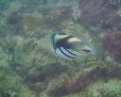 Rhinecanthus aculeatus