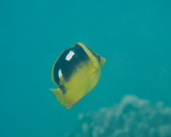 Chaetodon quadrimaculatus