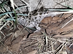 Bufotes viridis sitibundus