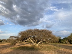 Vachellia tortilis