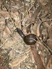 Helminthoglypta tudiculata