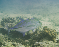 Caranx melampygus