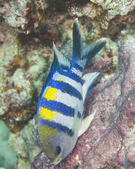 Abudefduf vaigiensis