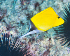 Forcipiger flavissimus