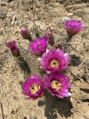 Echinocereus engelmannii fasciculatus