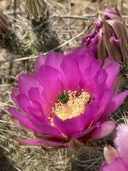 Echinocereus engelmannii fasciculatus
