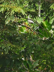 Eudocimus albus