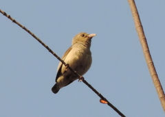 Dicaeum erythrorhynchos