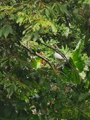 Eudocimus albus
