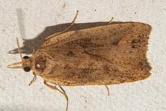 Planotortrix notophaea