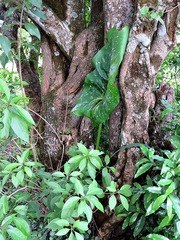 Zantedeschia albomaculata subsp. albomaculata image