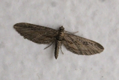 Eupithecia acutipennis