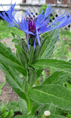 Centaurea montana